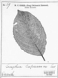 Melampsora caprearum image